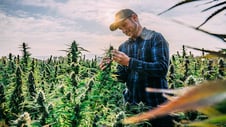 Where to Start in the CBD Market: Hemp Processing Services