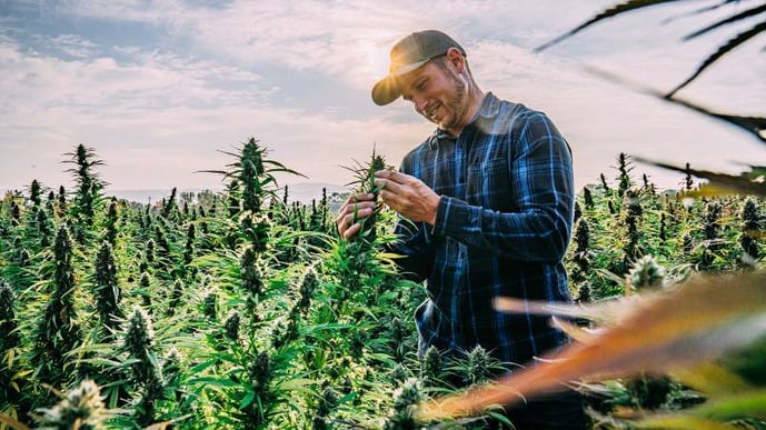 Hemp Farmer in Field Prior to CBD Oil Extraction Custom Processing Services