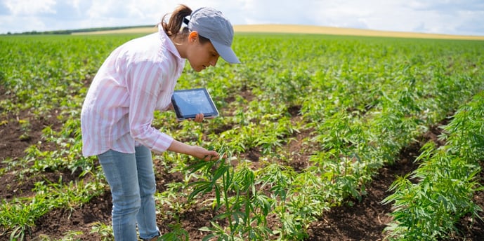 Engineer ensuring quality hemp