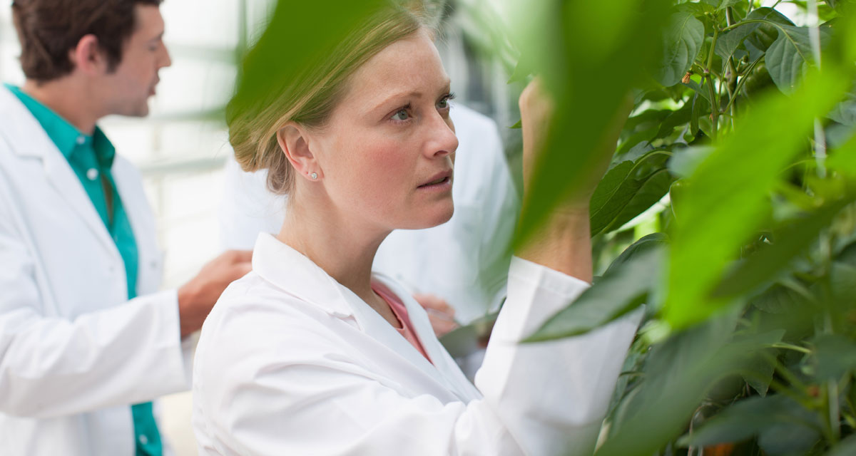 woman_analyzing_herbs-2